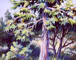 Drake Park Trees