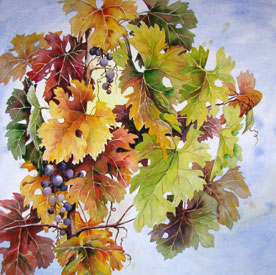 Autumn Grapevines