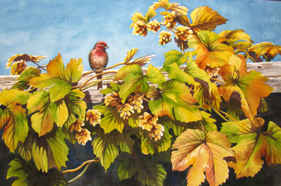 House Finch On Hops