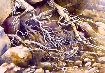 Roots